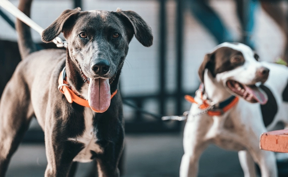 Betreuung eines Hundes mit gelähmtem Bein