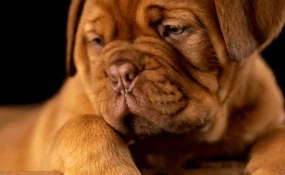 Warum gähnt mein Hund so viel?