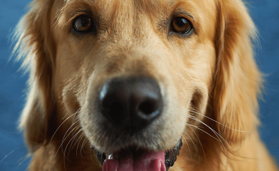 ¿Por qué mi perro come tierra?