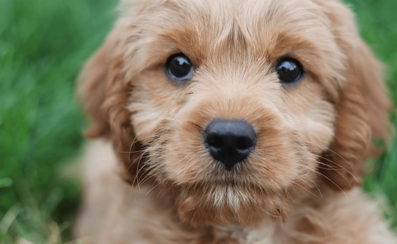 Come addestrare a casa il tuo cane