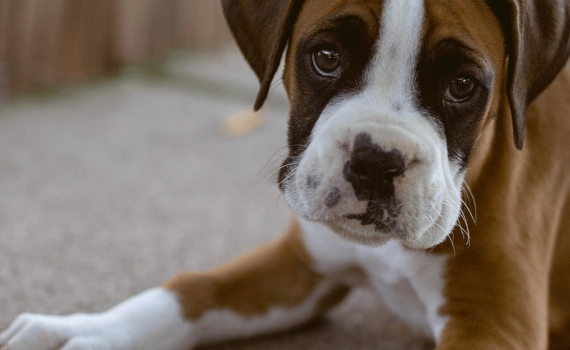 Perché il mio cane continua a vomitare?