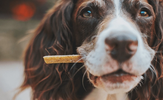 Perché il mio cane mangia la cacca di gatto?