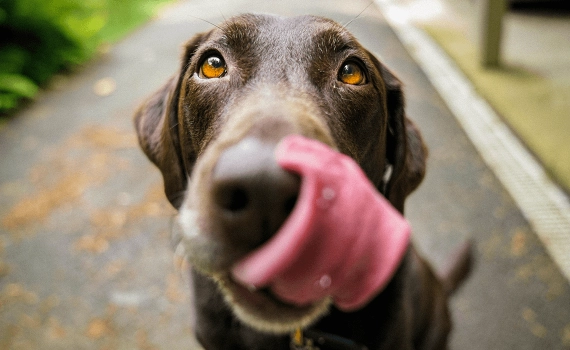 Perché il mio cane si lecca le zampe?