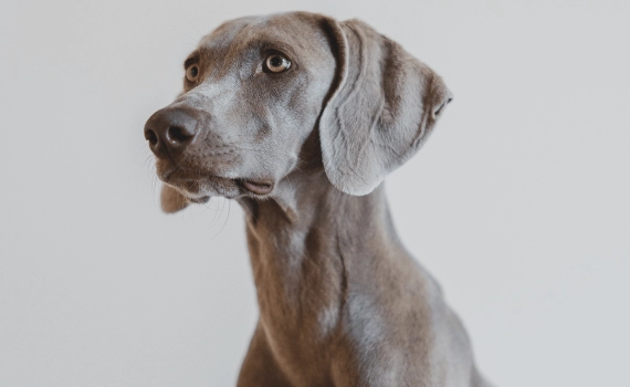 Como escolher uma boa babá de cachorro