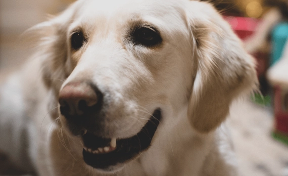 Melhores raças de cães para escolher