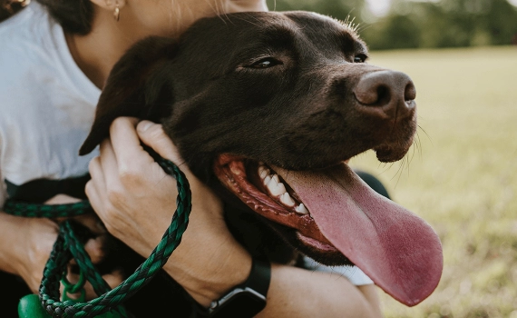 Como escolher um bom passeador de cães?